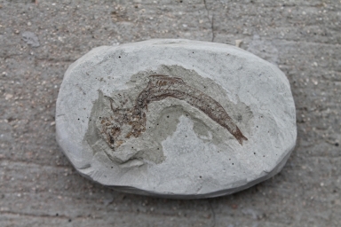 Exemplo de rocha sedimentar com registro fóssil