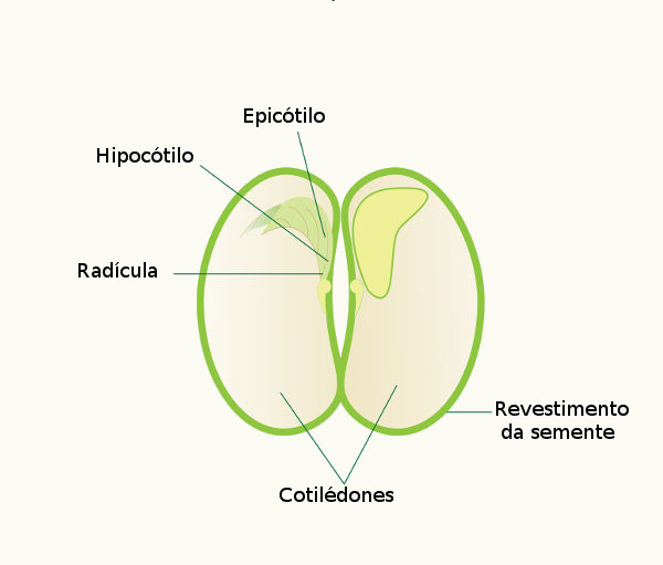 Observe acima as principais partes de uma semente de angiosperma. Epicótilo, hipocótilo e radícula são partes do embrião. O cotilédone é rico em nutrientes.