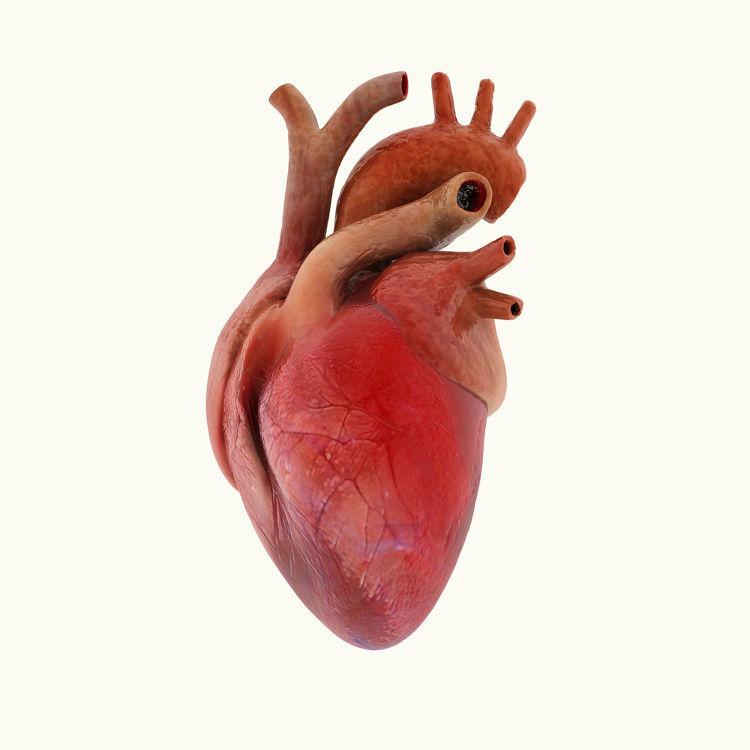 O coração bombeia o sangue para várias partes do nosso corpo.