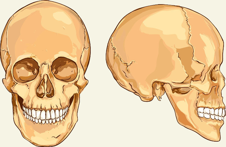 Os ossos do crânio podem ser classificados em ossos faciais e ossos cranianos.