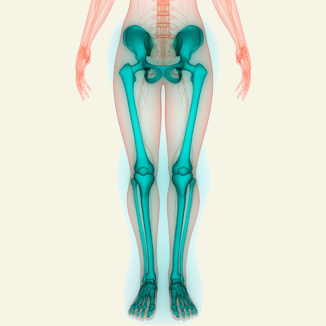 Os membros inferiores são formados pela cintura pélvica, coxa, joelho, canela, panturrilha e pelo pé.