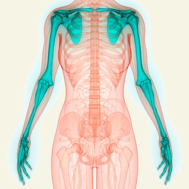 Os membros superiores são formados pela cintura escapular, pelo braço, antebraço e pela mão.
