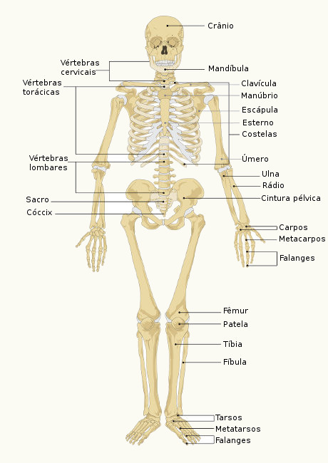 Observe alguns dos ossos encontrados no nosso esqueleto.