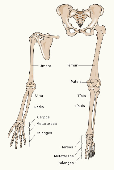 Os membros superiores, inferiores e as cinturas escapular e pélvica formam o esqueleto apendicular.
