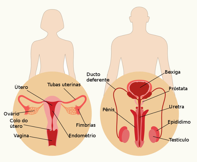 Os sistemas reprodutores masculino e feminino apresentam diferenças marcantes, como local de produção dos gametas.
