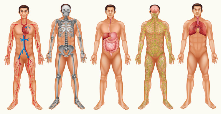 Vários sistemas trabalham juntos para garantir o funcionamento do organismo.