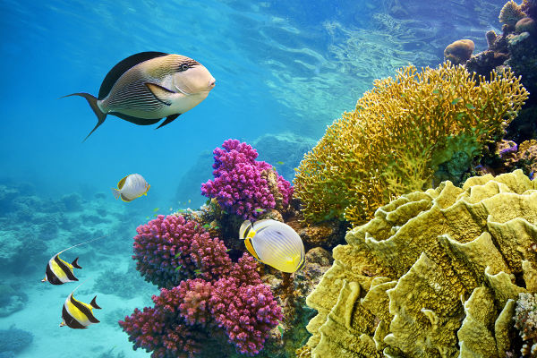 Biodiversidade no coral