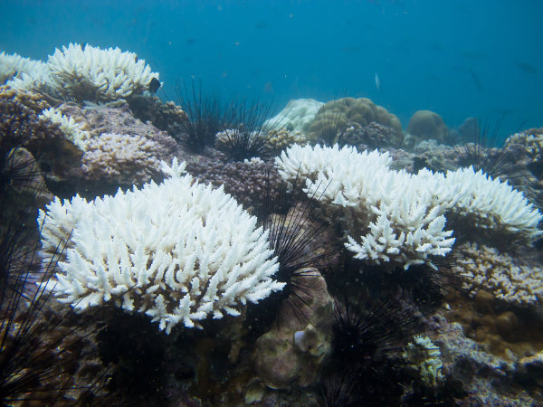 Coral branqueado