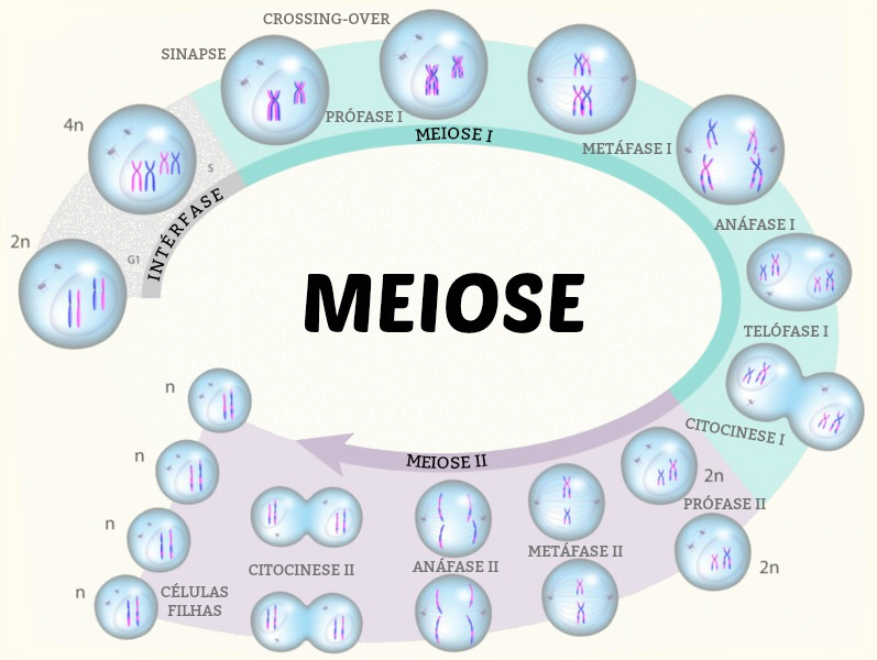 Fases da meiose