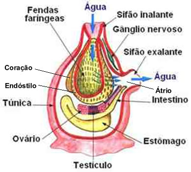 Nos urocordados, a notocorda está presente apenas na fase larval