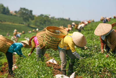 A agricultura extensiva utiliza muita mão de obra, mas com baixa qualificação