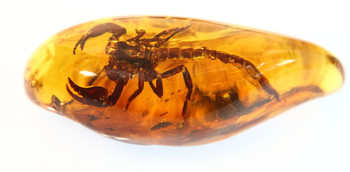 Escorpião dentro de âmbar, uma resina fossilizada