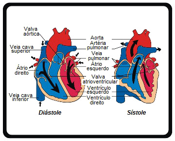 Analise as principais partes do coração
