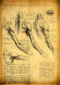 Leonardo da Vinci realizou vários estudos sobre anatomia humana para produzir suas pinturas, gravuras e esculturas