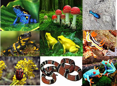 Os animais adquirem cores fortes ao longo de sua evolução para afugentar predadores
