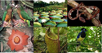 Nas florestas tropicais há uma grande variedade de flora e fauna
