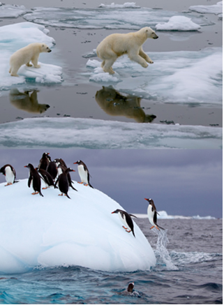 A densidade do gelo permite a vida de várias espécies de animais, principalmente em regiões polares