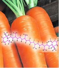 A cor laranja da cenoura está relacionada à grande quantidade de um terpeno em sua composição: o betacaroteno. 