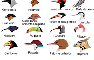 Na figura, podemos observar os diversos tipos de bicos das aves