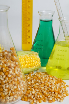 O óleo do milho é usado como biocombustível