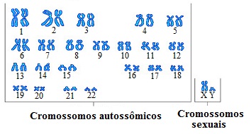 ​Observe o cariótipo de uma pessoa do sexo masculino (XY) com seus cromossomos de diversas formas e tamanhos