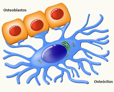 Observe o esquema dos osteócitos e osteoblastos, células responsáveis pela síntese e manutenção da matriz 