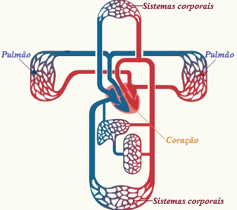 Observe os trajetos do sangue na circulação pulmonar e sistêmica