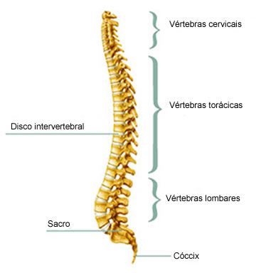 A coluna vertebral é conhecida popularmente como espinha dorsal
