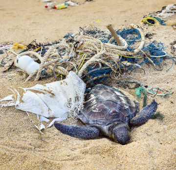 A poluição do litoral tem impactado o meio ambiente marinho