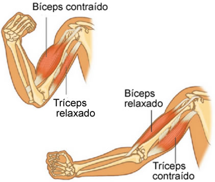 Ao movimentar os braços, os músculos farão movimentos antagônicos