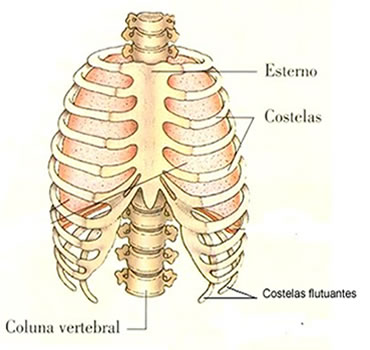 As nossas costelas formam a caixa torácica, que protege o coração, os pulmões e vasos sanguíneos
