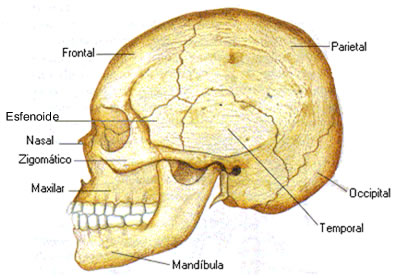 Em nossa cabeça há 29 ossos unidos formando o nosso crânio