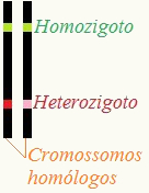 Nos cromossomos homólogos, podemos encontrar alelos iguais (homozigoto) ou diferentes (heterozigoto)