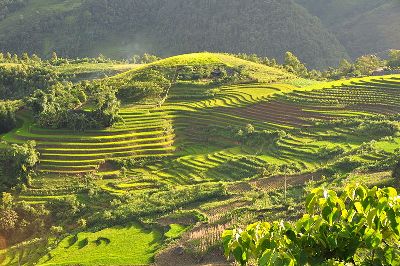 Plantação de arroz utilizando a técnica de curvas de nível, no Vietnã