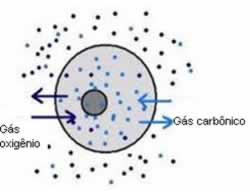 As trocas gasosas entre a célula e o ambiente se dão por difusão simples. 