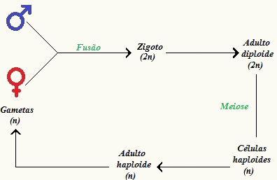 Observe as etapas do ciclo diplobionte