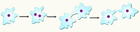 Processo de divisão binária de um organismo