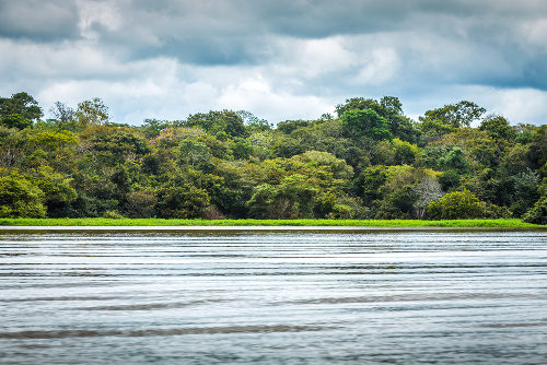 É comum no Clima Equatorial a presença de formações florestais densas e perenes devido a grande umidade