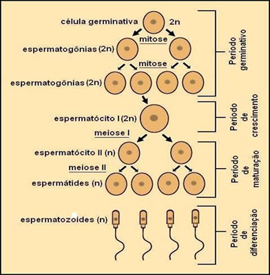 A espermatogênese é o processo em que ocorre a formação do espermatozoide