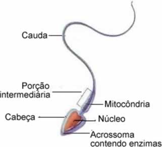 Partes de um espermatozoide