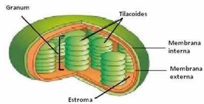 Esquema de um cloroplasto, organela responsável pelo processo da fotossíntese. 