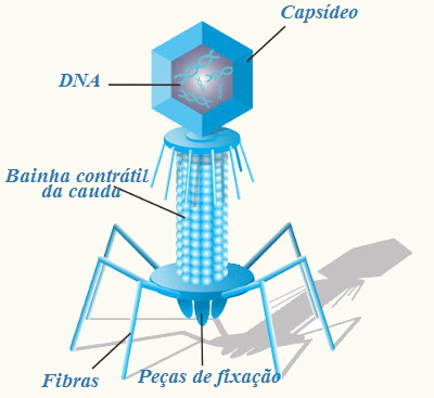 Observe atentamente o capsídeo do bacteriófago, sua cauda e fibras