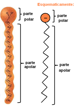Representação da estrutura química dos sabões.