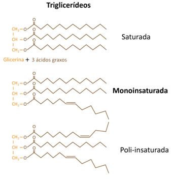 Estrutura dos triglicerídeos saturados (gorduras), monoinsaturados e poli-insaturados (óleos)