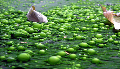 Eutrofização de algas causada por excesso de nutrientes químicos, como nitrogênio e fósforo. Autor da imagem: F. Lamiot 