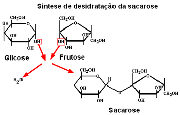 Síntese de formação da sacarose