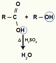 Equação representando a produção da água entre um álcool e um ácido carboxílico