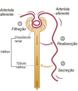 Esquema do néfron e das etapas que envolvem o processo de formação da urina