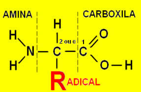 fórmula estrutural dos aminoácidos