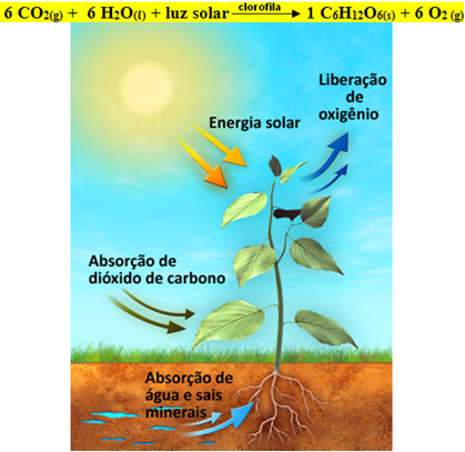 Esquema de processo de fotossíntese